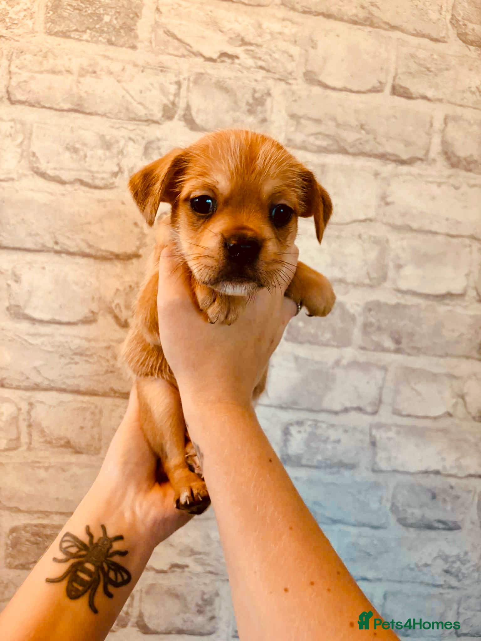 Mixed Breed dogs Frenchie cross little boy  - Advert 6