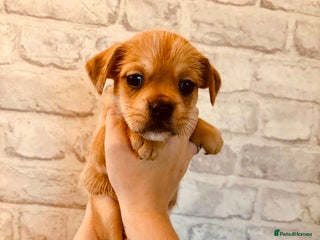 Mixed Breed dogs Frenchie cross little boy - Advert 1