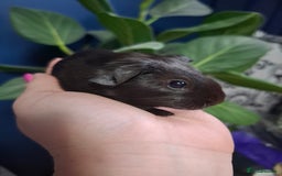 Guinea Pig rodents for sale: Beautiful Baby Guinea Pigs - Image 1