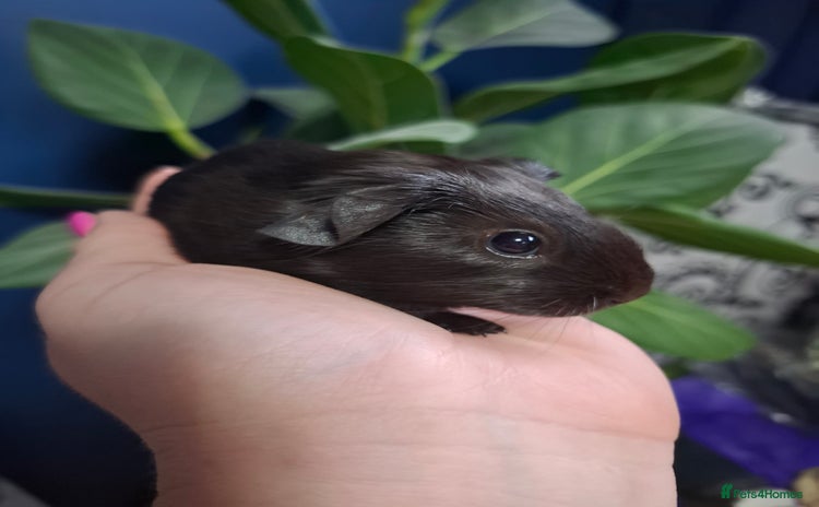 Guinea Pig rodents - Advert 5