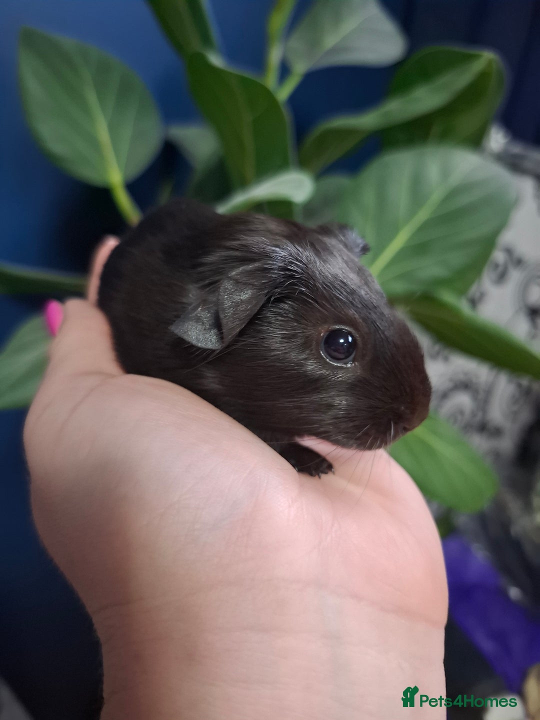 Guinea Pig rodents for sale: Beautiful Baby Guinea Pigs - Image 1