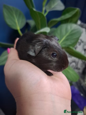 Guinea Pig rodents - Advert 15