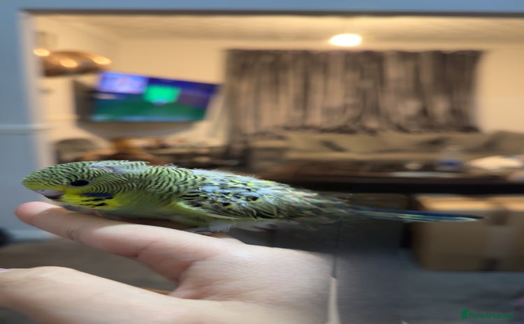 Budgerigars birds - Advert 12