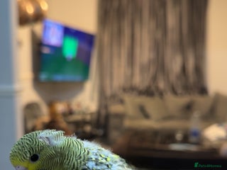 Budgerigars birds Budgies for sale - Advert 12