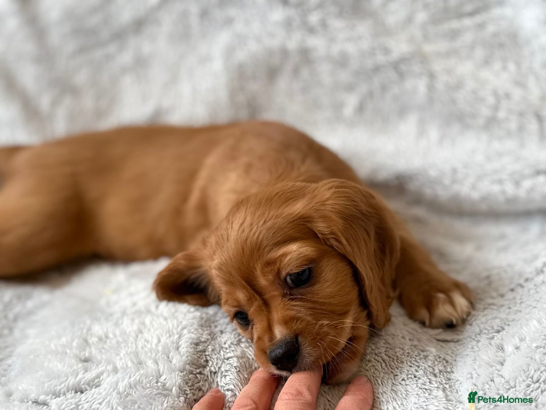 Mixed Breed dogs for sale: Spaniels mixed breed - Image 6