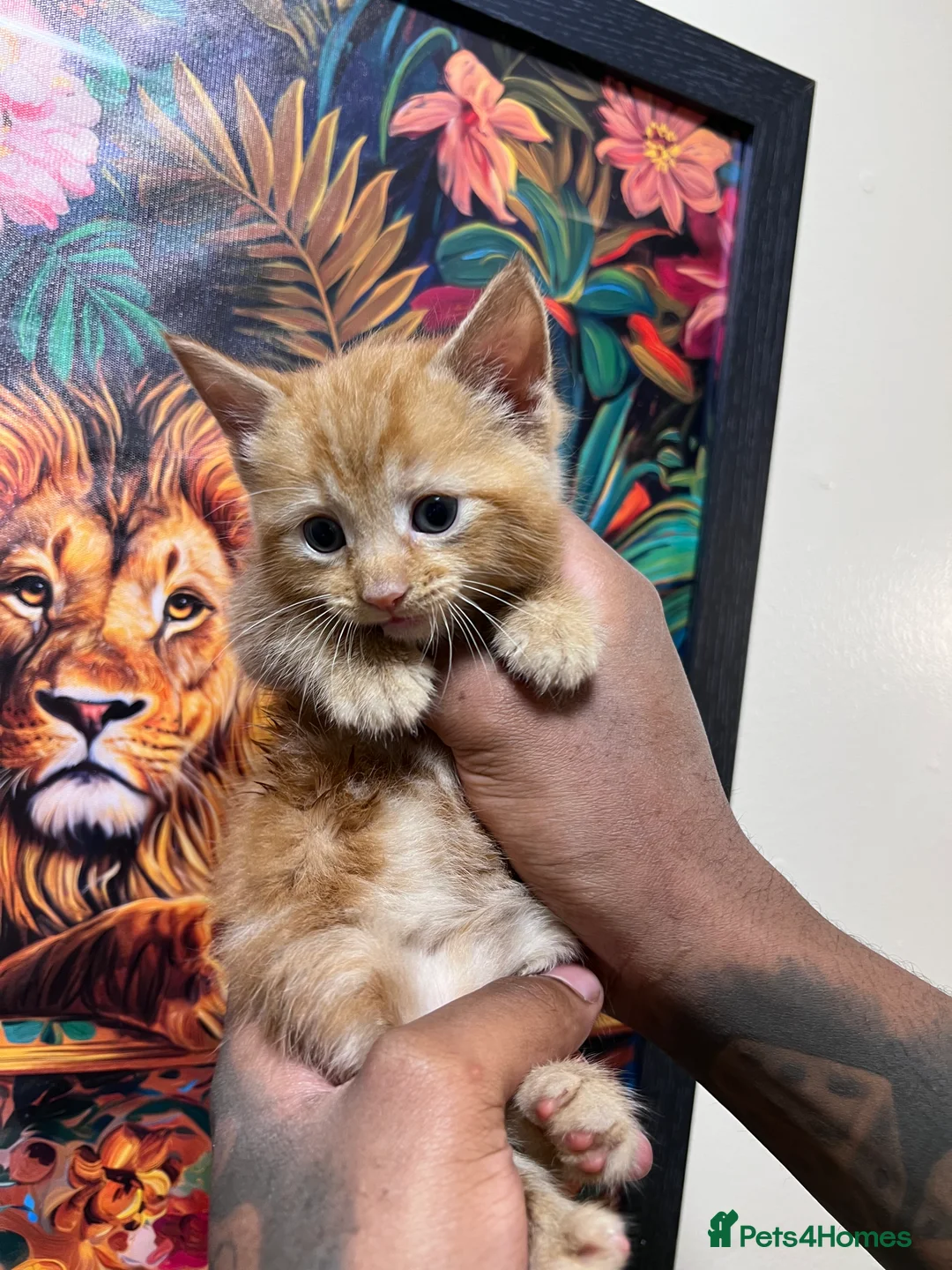 Mixed Breed cats for sale: Beautiful Male Pure Ginger Kitten  - Advert 2