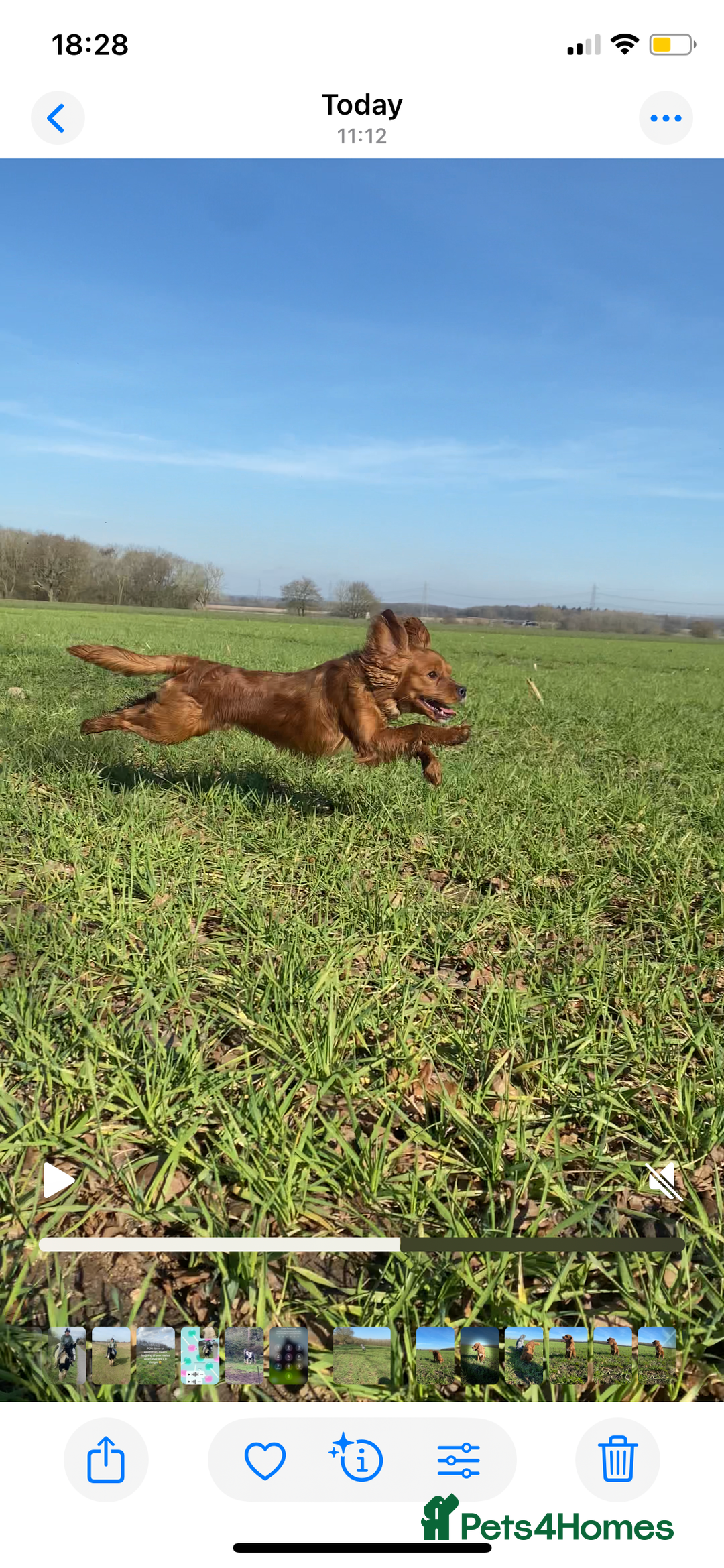 Cavapoo dogs for stud: Cavapoo available for stud  - Advert 7