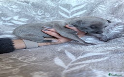 Whippet dogs for sale: OUTSTANDING PRESTIGIOUS LAGUNA BLUE WHIPPETS! KC - Image 7