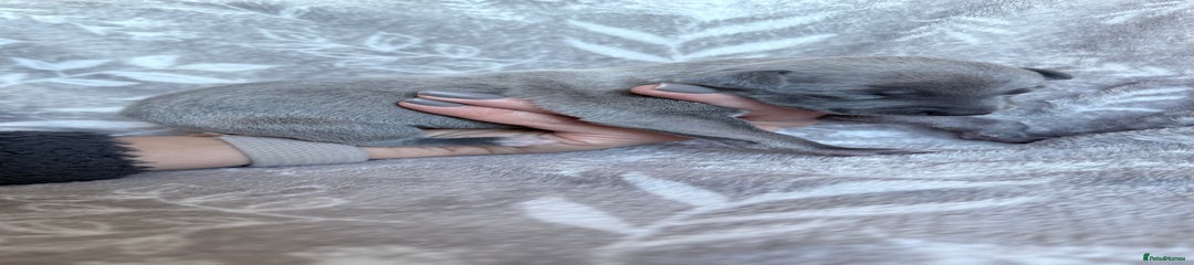Whippet Puppy 3