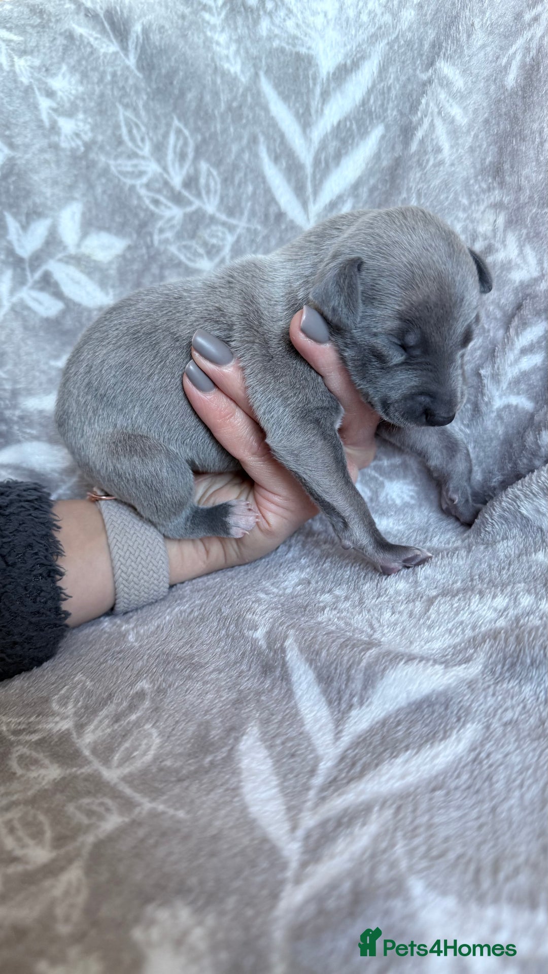 Whippet dogs for sale: OUTSTANDING PRESTIGIOUS LAGUNA BLUE WHIPPETS! KC - Image 7
