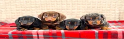 Miniature Dachshund dogs for sale: STUNNING KC MINI DACHSHUND PUPPIES READY NOW  - Advert 6