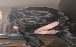 Cocker Spaniel dogs for sale: litter of 6 pedigree cocker spaniel puppies. - Image 18