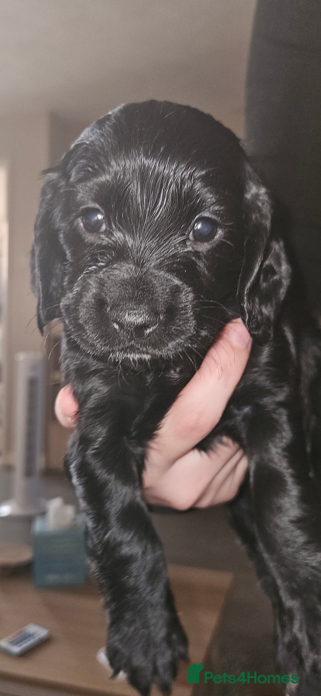 Cocker Spaniel dogs for sale: litter of 6 pedigree cocker spaniel puppies. - Image 18