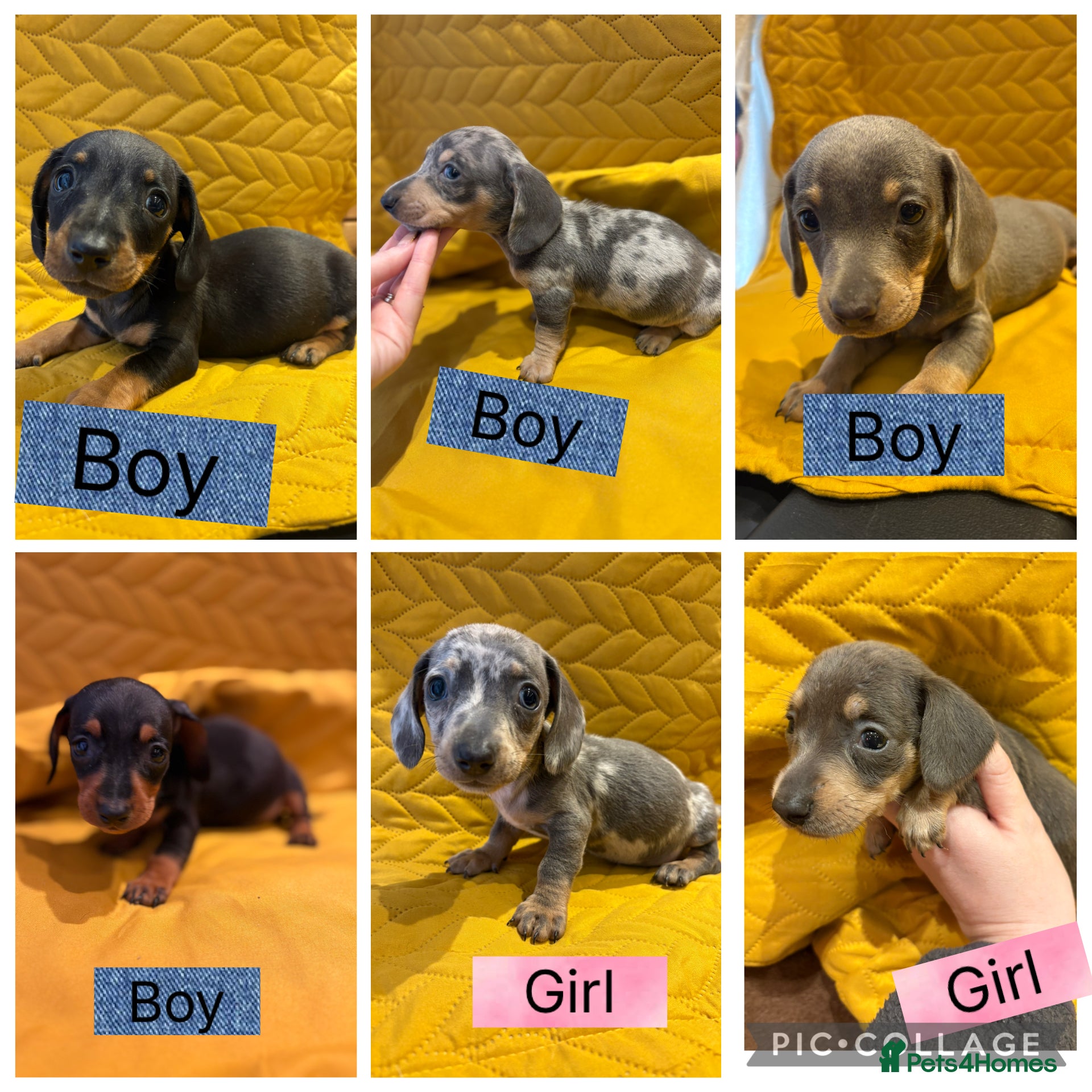 Miniature Dachshund dogs KC registered Miniature Dachshund Puppies - Advert 16