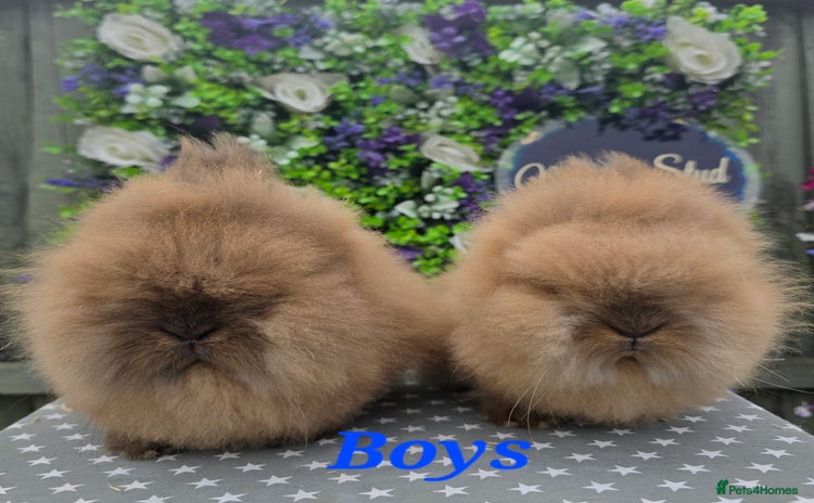 Lionhead rabbits - Advert 16