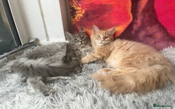 Maine Coon cats for sale: Last 2 boys left   - Image 13