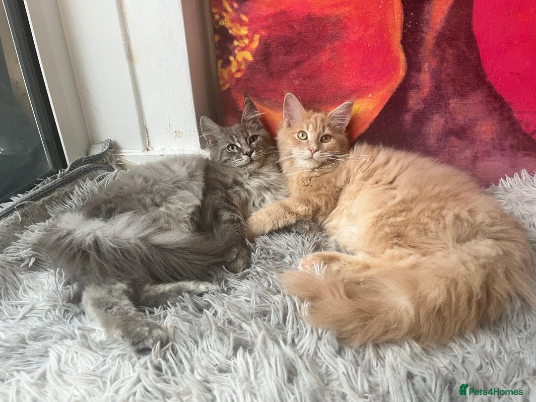 Maine Coon cats for sale: Last 2 boys left   - Image 13