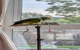 Parrots birds for sale: Blue fronted Amazon parrot - Image 1
