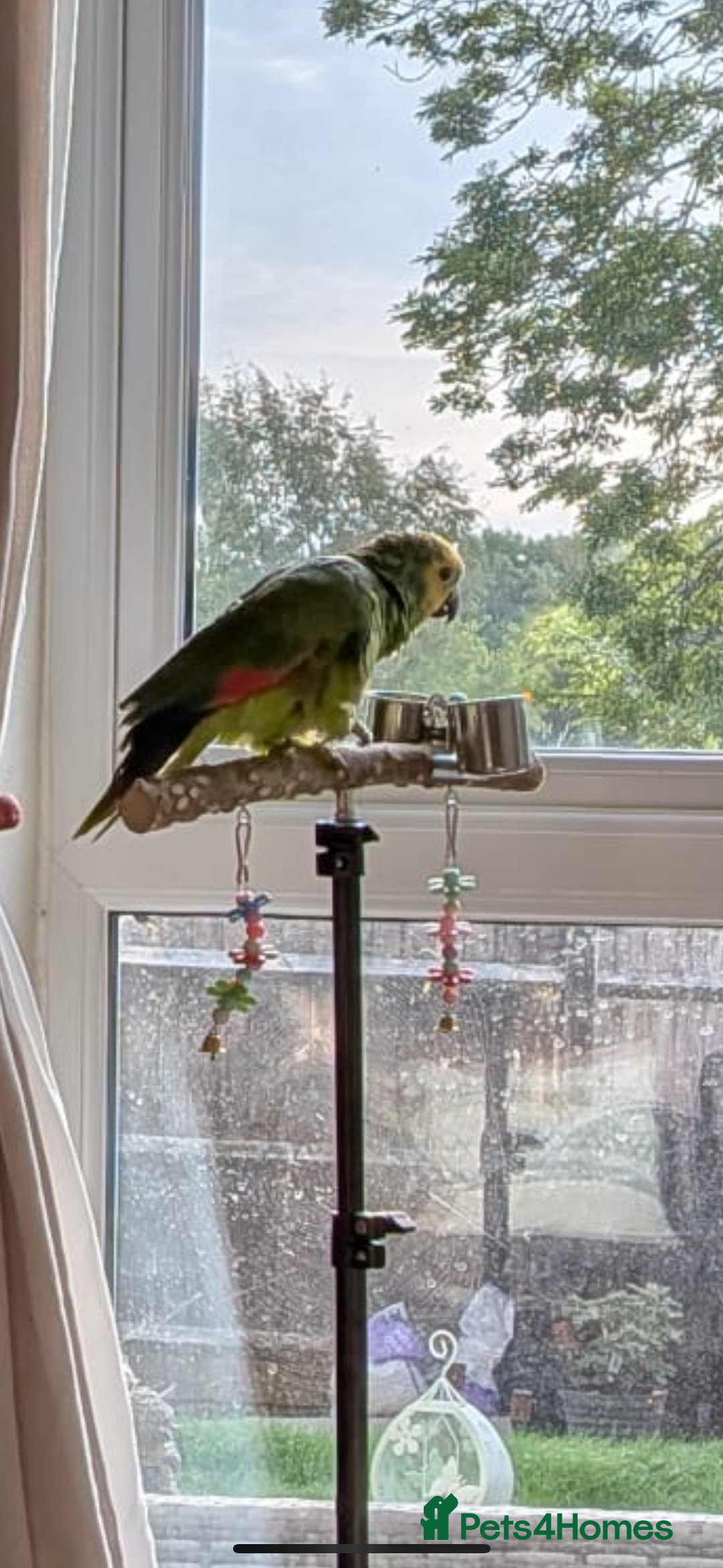 Parrots birds for sale: Blue fronted Amazon parrot - Image 1