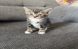 Bengal cats for sale: Beautiful kittens  - Image 1