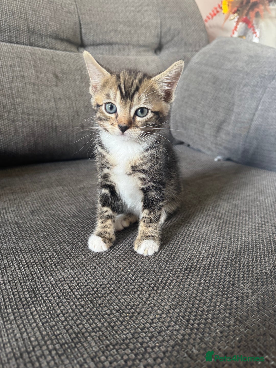 Bengal cats for sale: Beautiful kittens  - Image 1