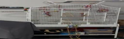 Budgerigars birds for sale: 3 Budgies and cage.  in Nottingham - Advert 3