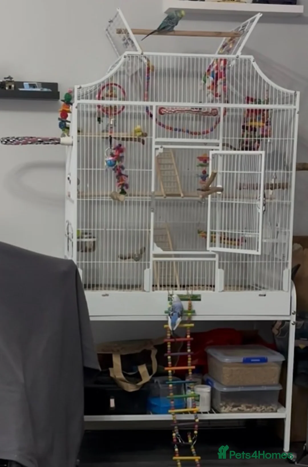Budgerigars birds for sale: 3 Budgies and cage.  in Nottingham - Advert 3