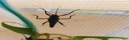 Stick Insects invertebrates for sale: The Black Beauty Stick Insect -Peruphasma schultei in Southampton - Advert 7