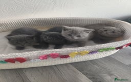 Scottish Fold cats for sale: Scottish fold blue for sale  - Image 13