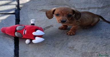 Miniature Dachshund dogs - Advert 15
