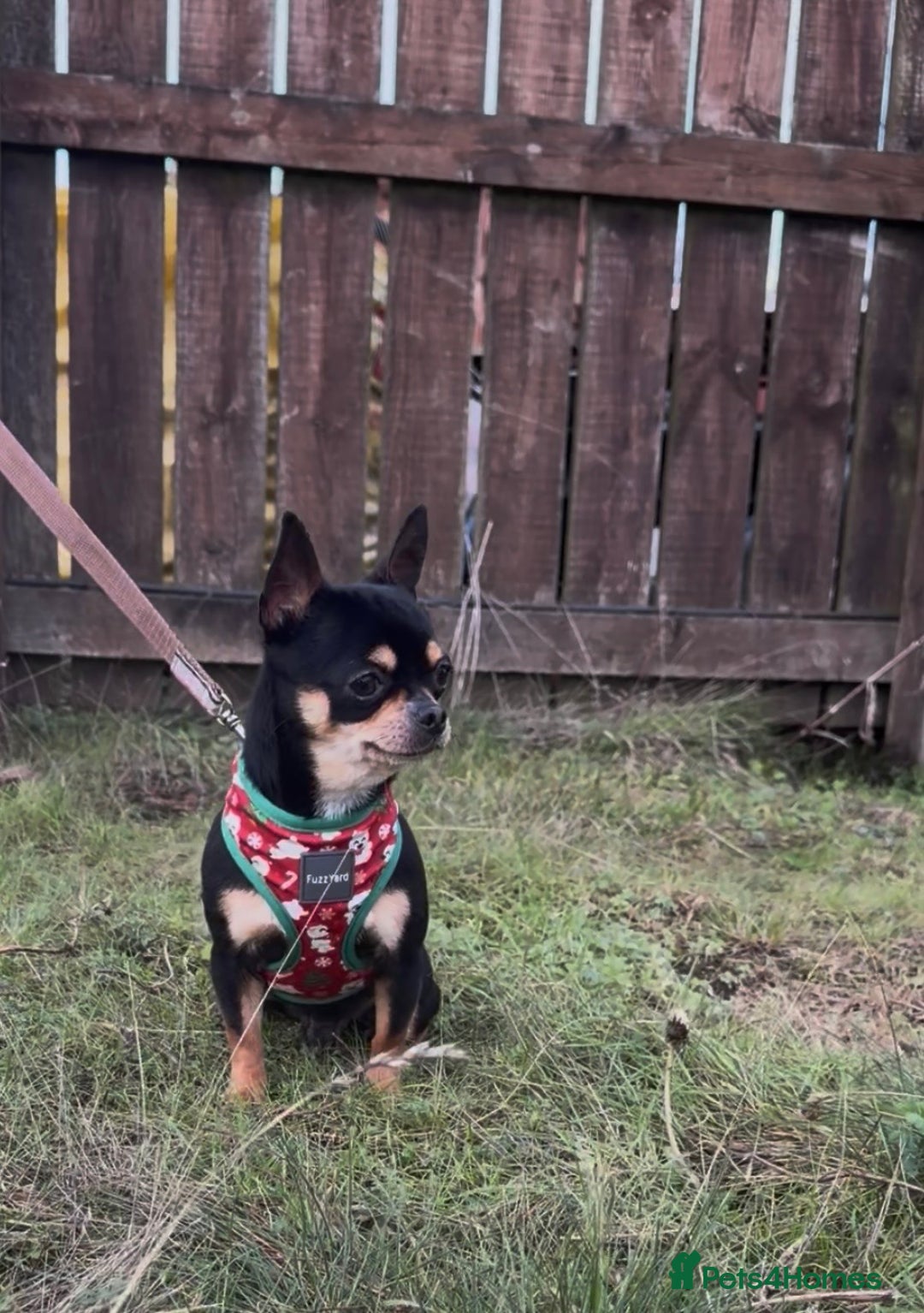 Chihuahua dogs for sale: Kc reg male chihuahua  - Advert 4