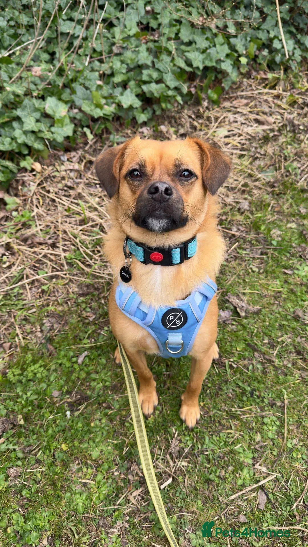 Mixed Breed dogs for adoption: Meet Jaspher, currently residing in Edinburgh  in Edinburgh - Advert 12