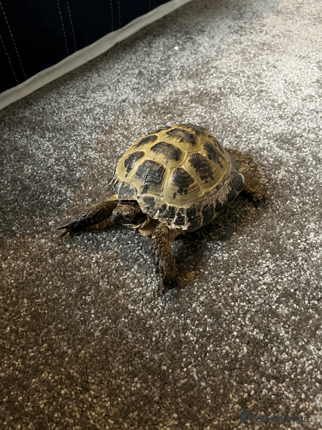 Tortoise reptiles for sale: Hermann Tortoise looking for a new home - Advert 1