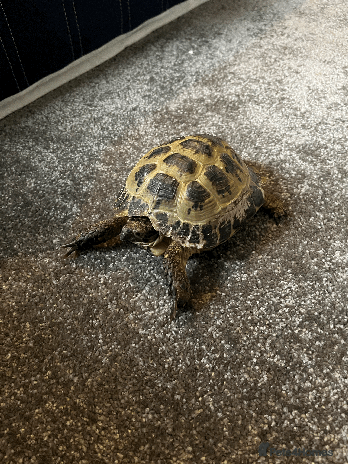 Tortoise reptiles Hermann Tortoise looking for a new home - Advert 1