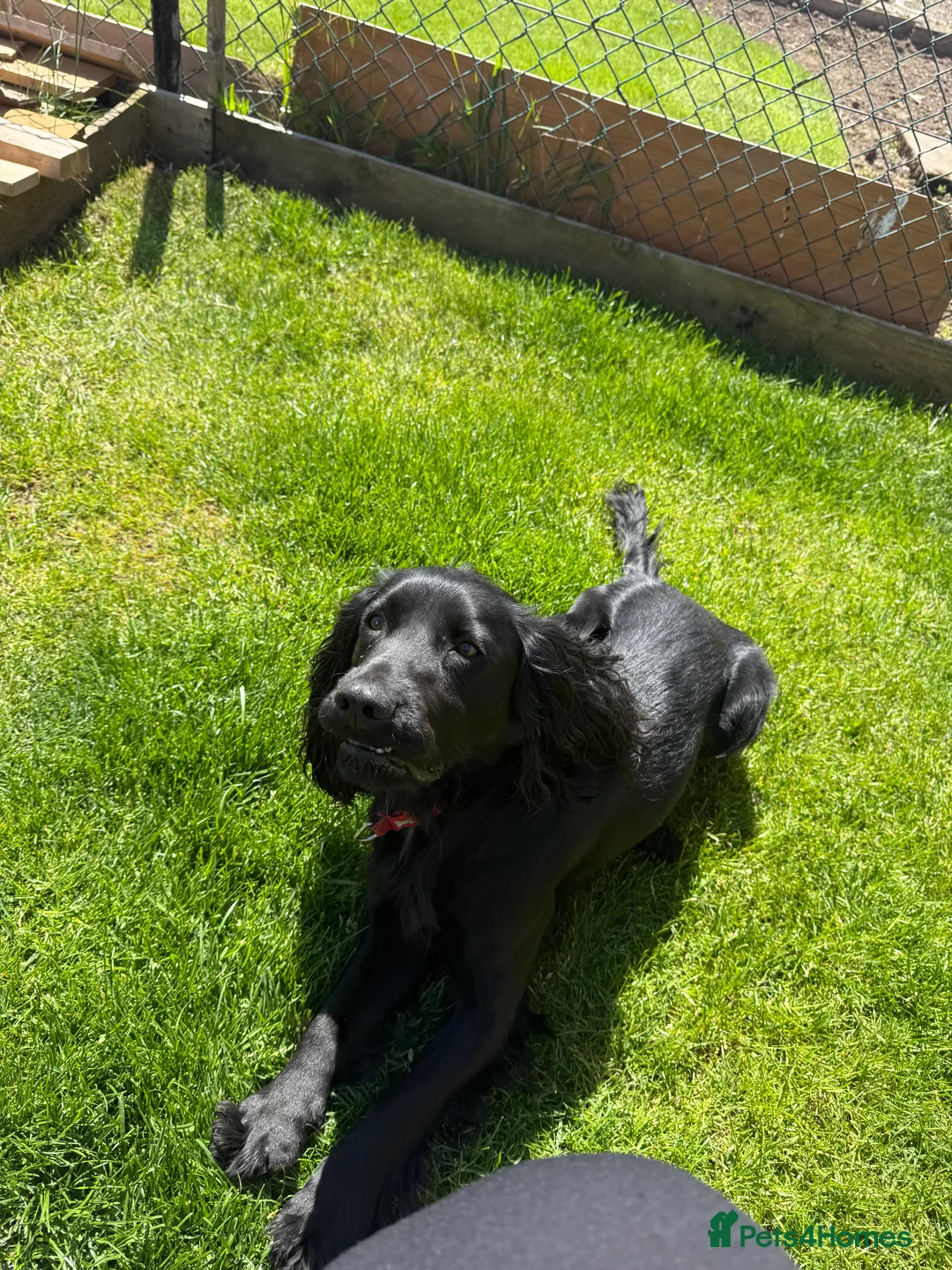 Cocker Spaniel dogs for stud: For stud cocker spaniel - Advert 3