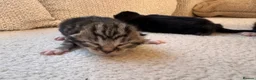 Mixed Breed cats for sale: Lovely little kittens in Derby - Advert 9