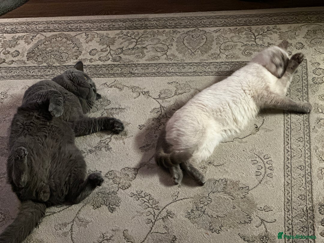 British Shorthair cats for sale: Colourpoint British Shorthair - Image 17