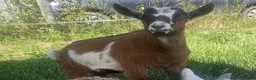 Goats livestock for sale: Pygmy kid wether  - Advert 1