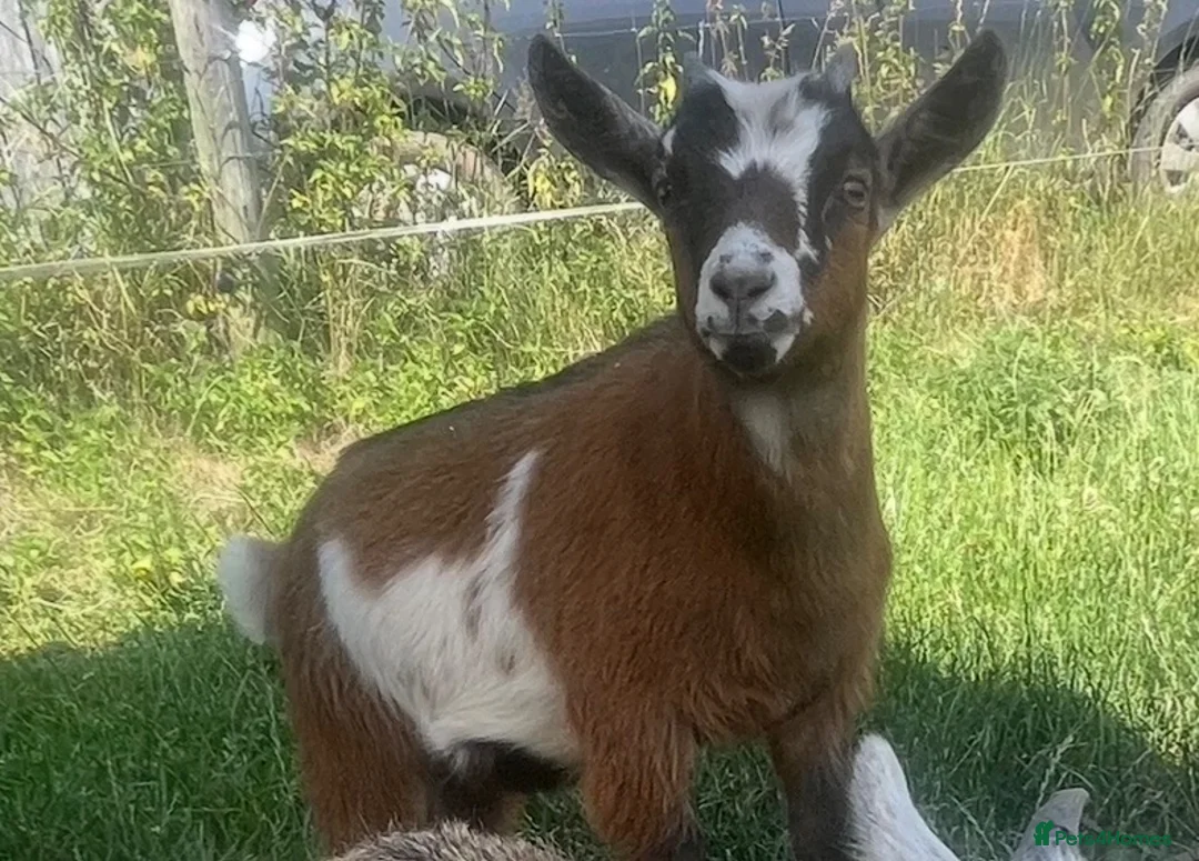 Goats livestock for sale: Pygmy kid wether  - Advert 1