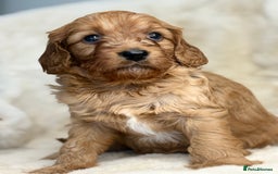 Cavapoo dogs for sale: Stunning health tested Cavapoo puppies - Image 23