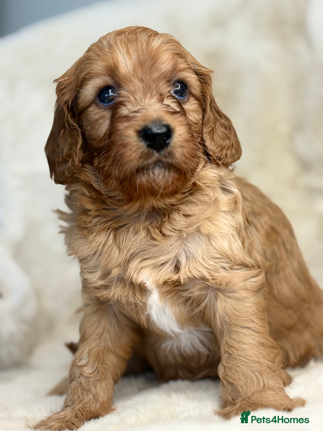 Cavapoo dogs for sale: Stunning health tested Cavapoo puppies - Image 23