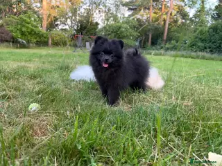 Pomeranian dogs Beautiful black Pomeranian 6 months old female - Advert 11