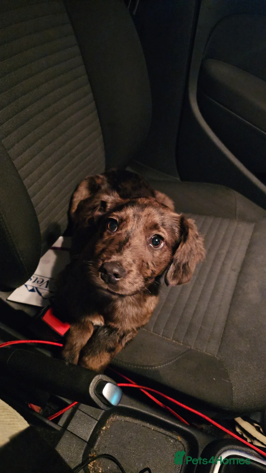 Mixed Breed dogs for sale: Sprocker Spaniel x Bull Lurcher - Advert 9