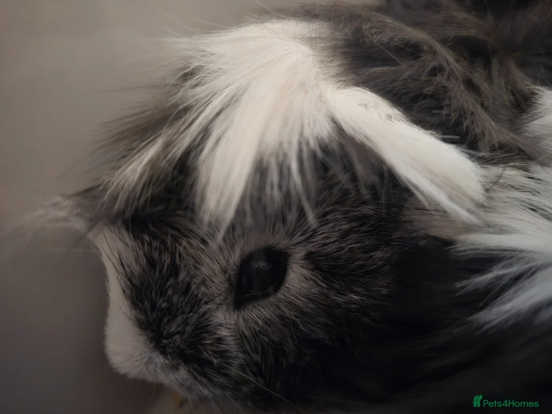 Guinea Pig rodents for sale: Pair of male brother guinea pigs  in Hereford - Advert 2