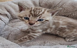 Bengal cats for sale: TICA Registered Bengal Kittens–Ready End Nov 25 - Image 13