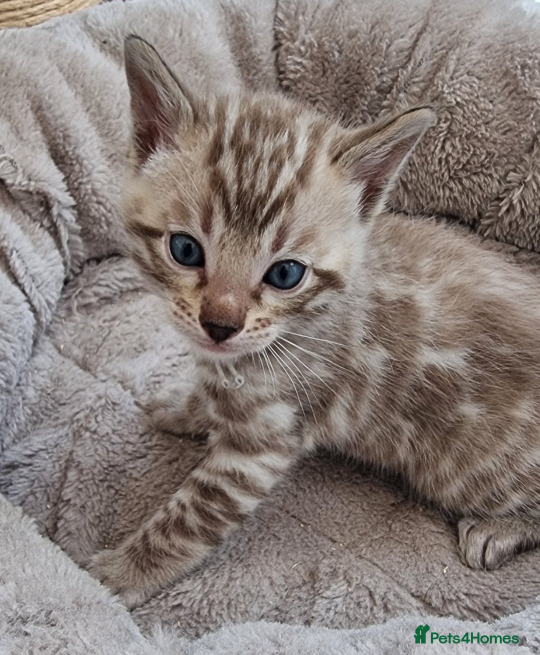 Bengal cats for sale: TICA Registered Bengal Kittens–Ready End Nov 25 - Image 13