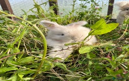 Angora rabbits for sale: Pedigree Full Faced & Maxi Faced English Angoras - Image 17