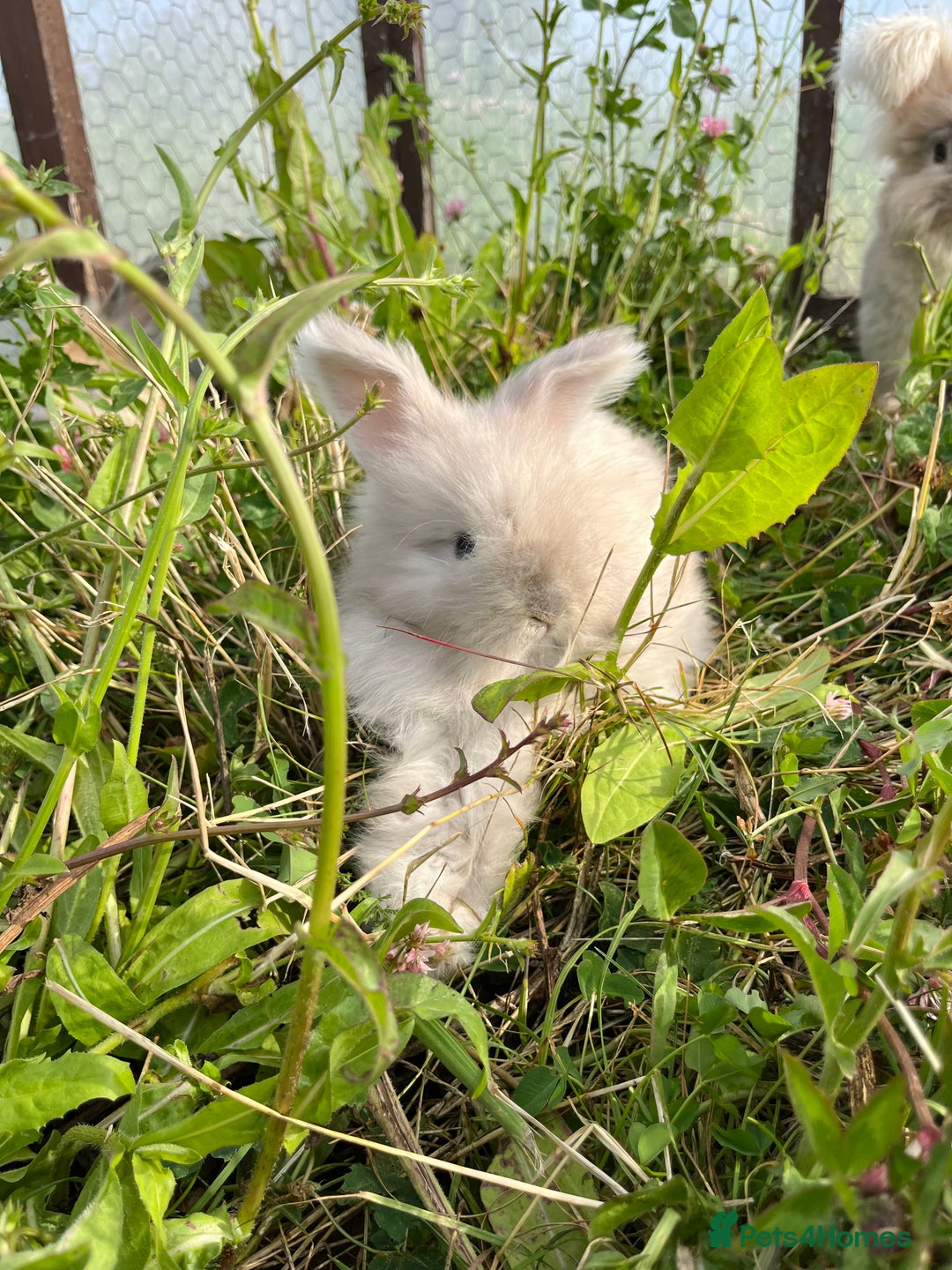 Angora rabbits for sale: Pedigree Full Faced & Maxi Faced English Angoras - Image 17