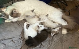 Ragdoll cats for sale: Ragdoll X Siamese - Image 7