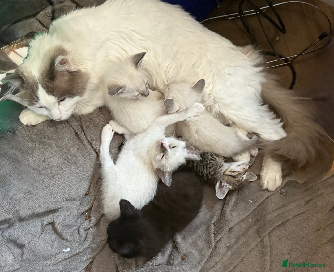 Ragdoll cats for sale: Ragdoll X Siamese - Image 7